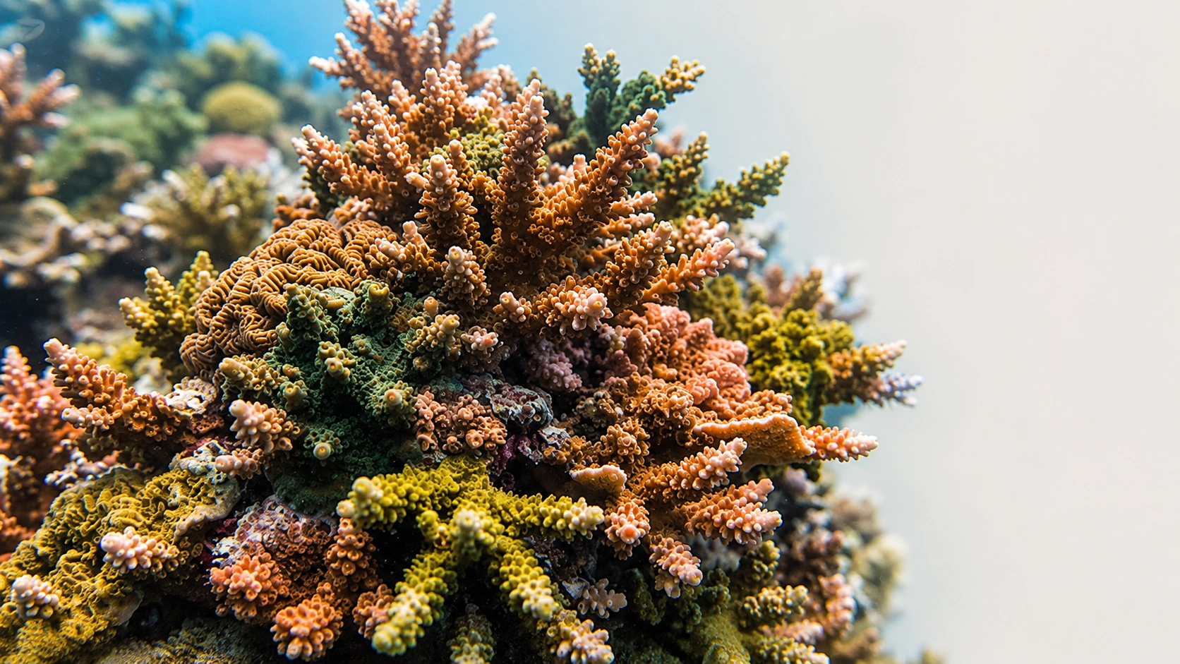Close-up macro photograph of a vibrant coral reef structure with warm terracotta, orange, and deep green tones